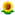 ひまわり