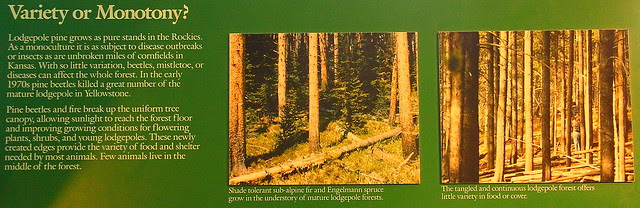 IMG_8629 Lodgepole Pine