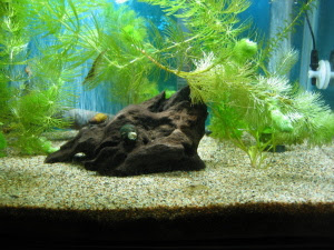 田砂水槽 見納め 金魚と温泉とワイン