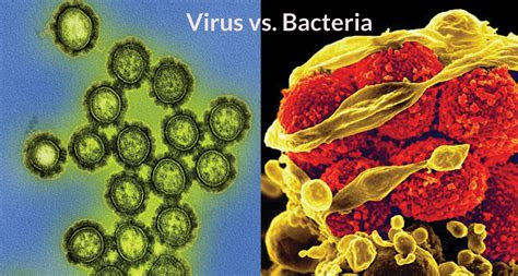 gene behavior distinguishes viral  bacterial