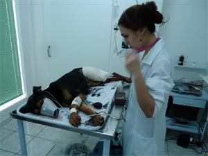 Policiais viajaram 65 km para que cadela fosse atendida em clínica especializada em Ribeirão Preto (Foto: Divulgação/Polícia Ambiental)