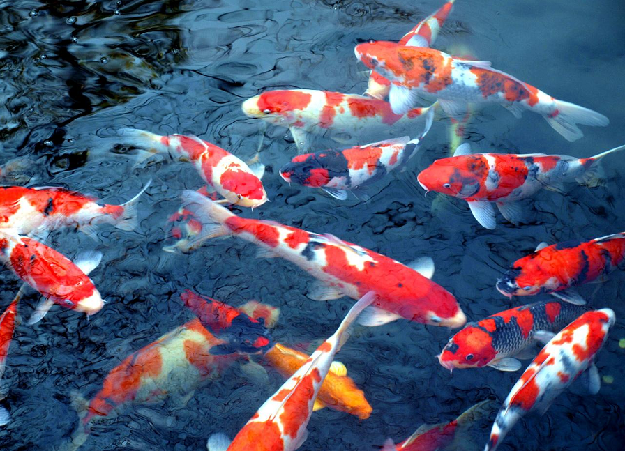 Mengapa ikan koi menarik populer dan mahal Ikankoi org Mengapa ikan koi menarik populer dan mahal Ikankoi org