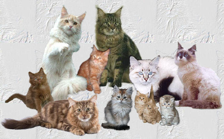 Maine Coon Neva Masquarade Sibirische Katzen Aus Hamburg