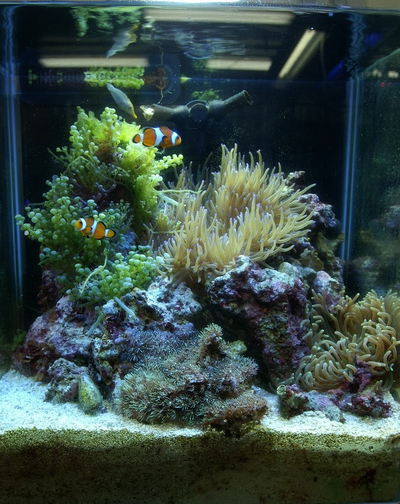 イソギンチャクの水槽ができるまで 神畑養魚株式会社