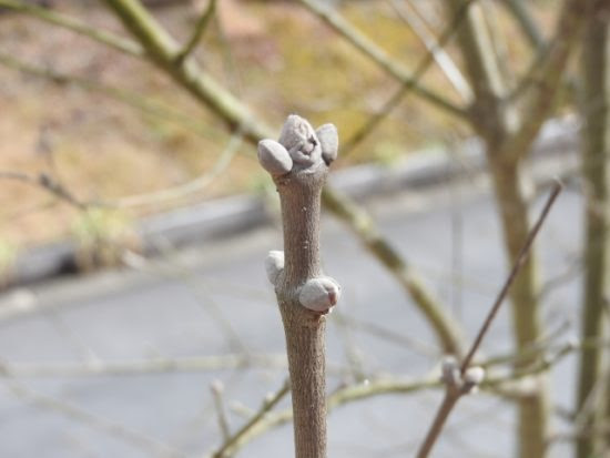 シマトネリコの育て方 シマトネリコの病気と対策