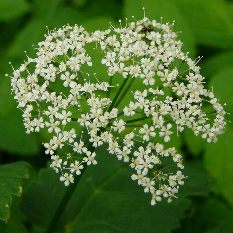 北海道安平町 白い花 草花 7月撮影 無料写真素材 あみラボ