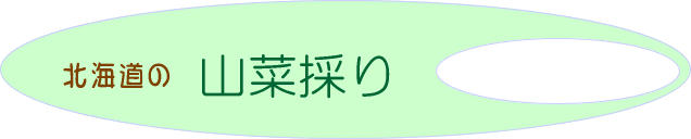 山菜採り 蕗 フキ 北海道
