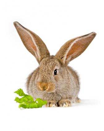 Flemish Giant (Patagonian)