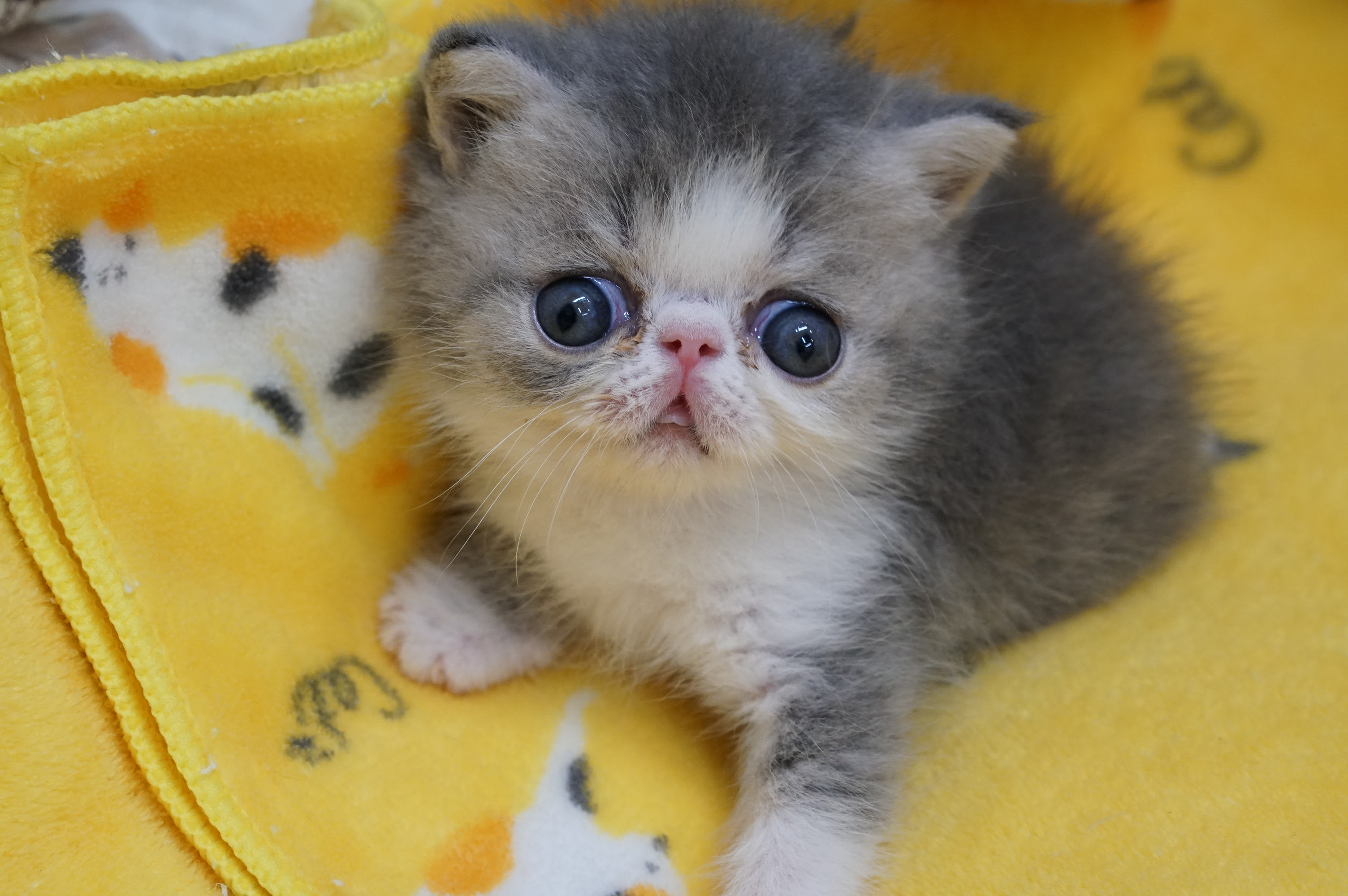 エキゾチックショートヘア ブルータビーホワイト 可愛い男の子 サイベリアン ラグドール大型猫 ねこ ブリーダーのフルーフィーコットです