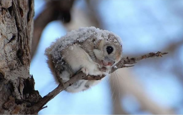 超絶かわいい モモンガの高画質な画像まとめ 写真まとめサイト Pictas
