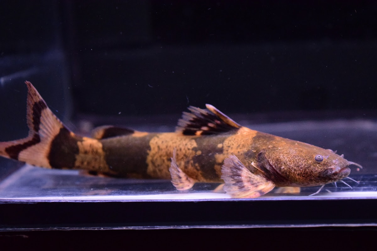 南米魚 静岡市の熱帯魚専門店 大型魚 古代魚 珍魚 World Rivers