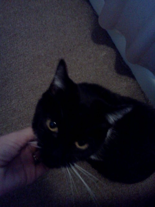 Trinity <3’s neck rubs! (And my hand looks really weird here.)