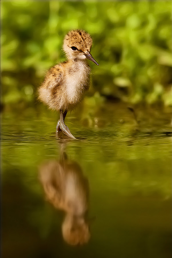 nature photography, Stefano,
