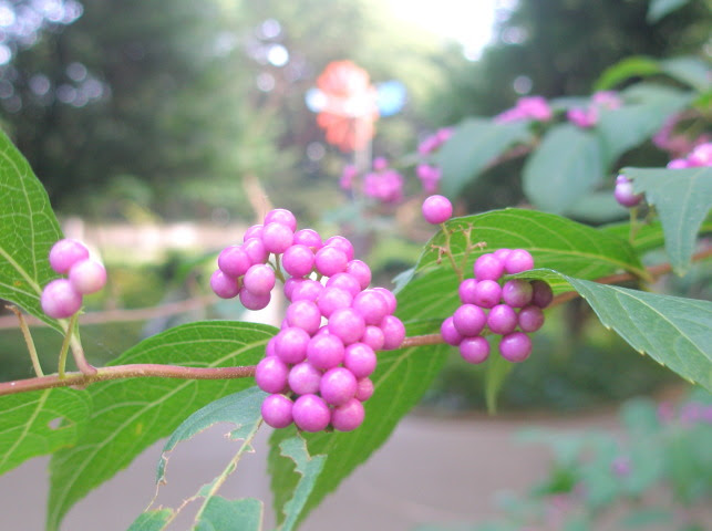 ムラサキシキブ花散歩