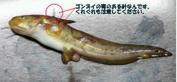 岩地の危険な魚達