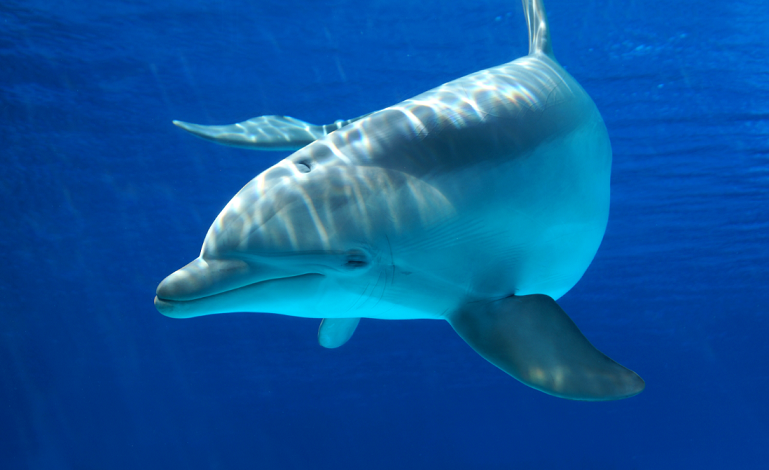 Shedd Aquarium Free Days 2014