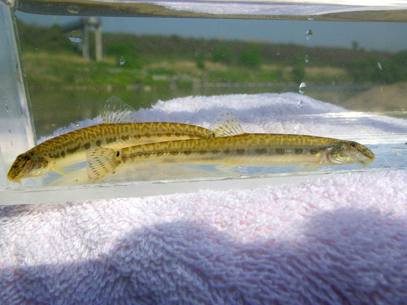 行ってきました夫余錦江支流ガサガサ 撮影タイム 日韓ちゃんぽん