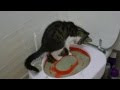 Meilleure collection litière wc pour chat 308976