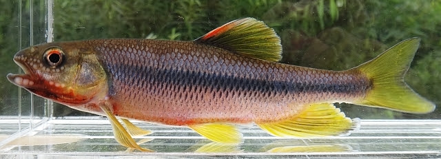 日本淡水魚 カワムツ