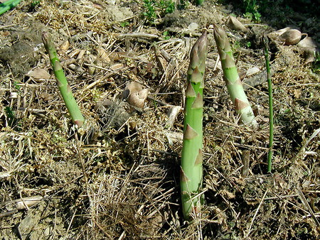 アスパラガスの植え替え時期は