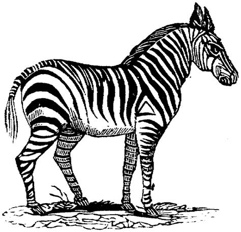 Websep 7, 2023 · this zebra coloring page features a zebra on the move. free zebra coloring pages