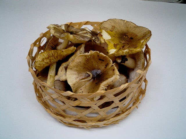 きのこを煮汁とともに容器に入れる方法 例 ギンタケ もりおかのかんづめ屋さん通信