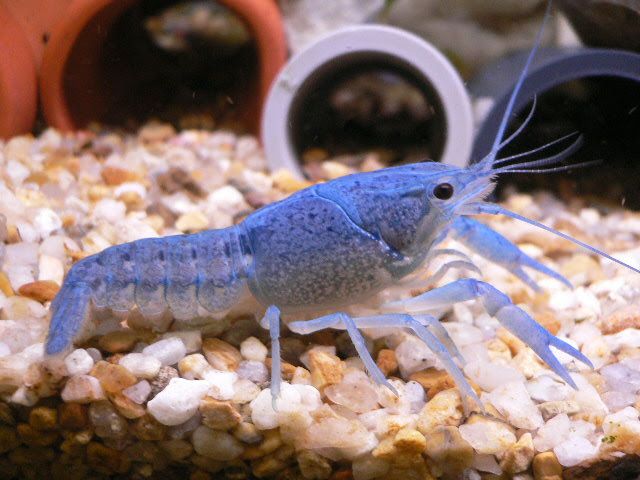 青ザリガニたちの部屋 もう1匹もいない フロリダブルーでも さまざまな色に 気を付けよう