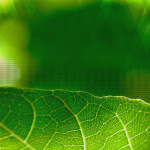 Macro leave