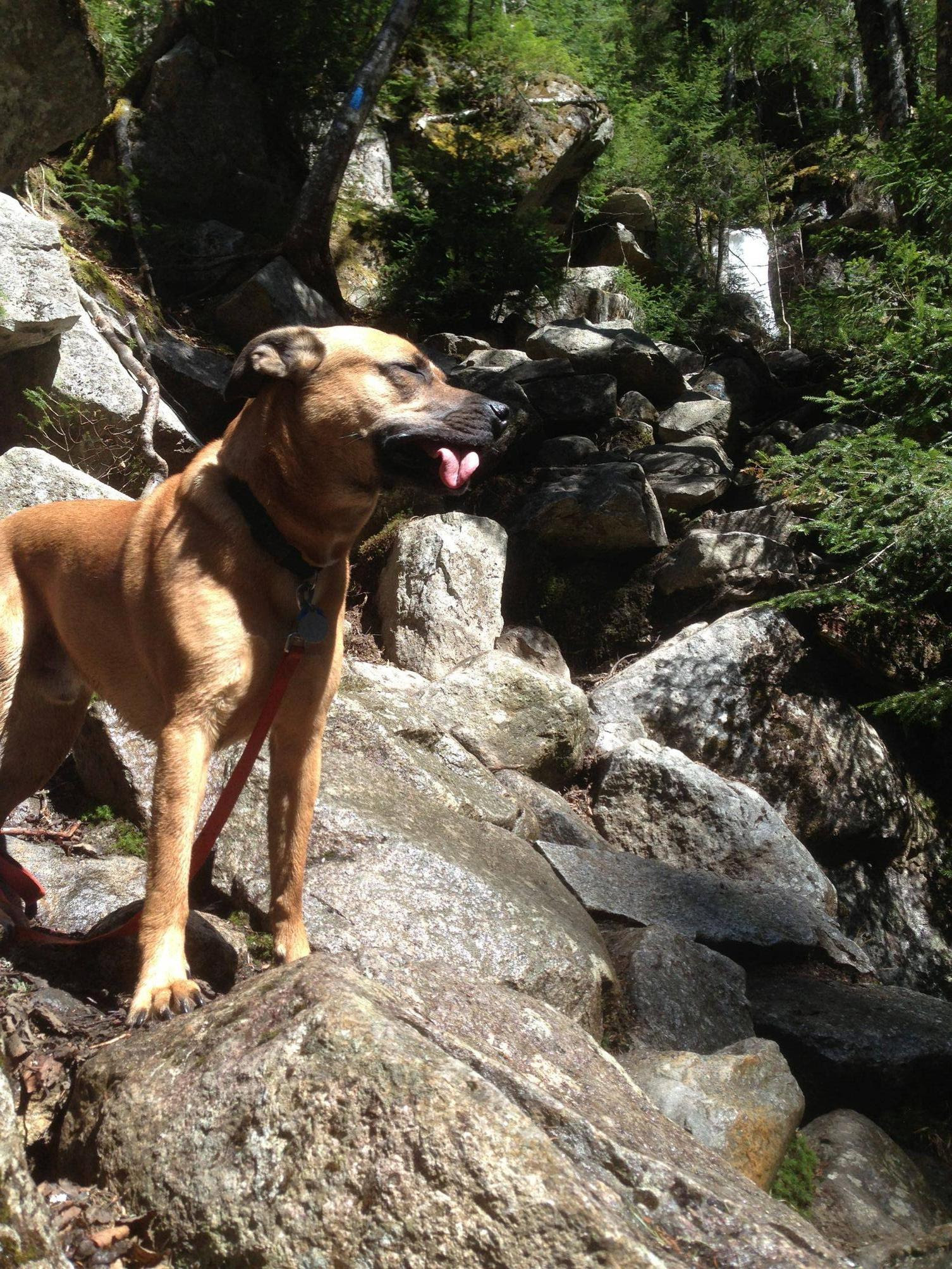 Tried to take a Majestic as Fuck picture of my dog... Instead derpface side-tongue
