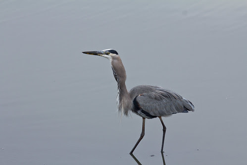 Great Blue Heron eating fish
