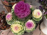 １２月７日の誕生花 ハボタン 葉牡丹 の花言葉 愛を包む 華やかに重ねる色とりどりの葉の 祝福 弥生おばさんのガーデニングノート 花と緑の365日 楽天ブログ