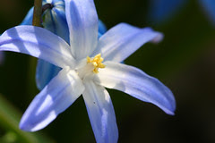 spring flowers 079