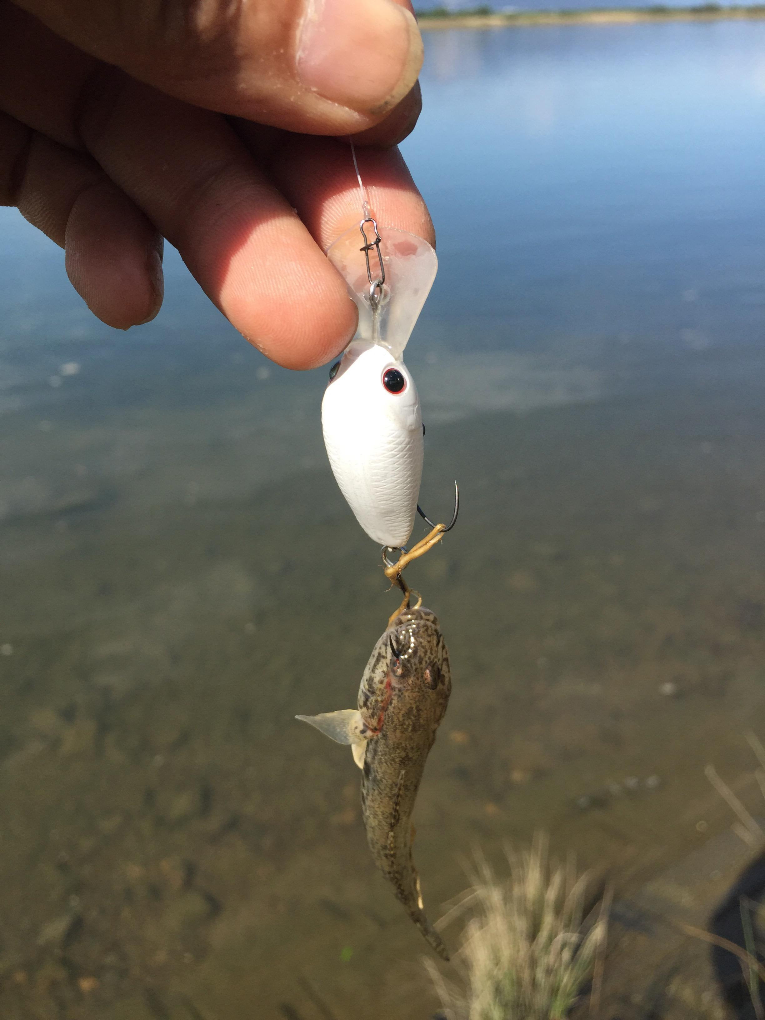 ルアーでハゼ釣り 釣速2chまとめ