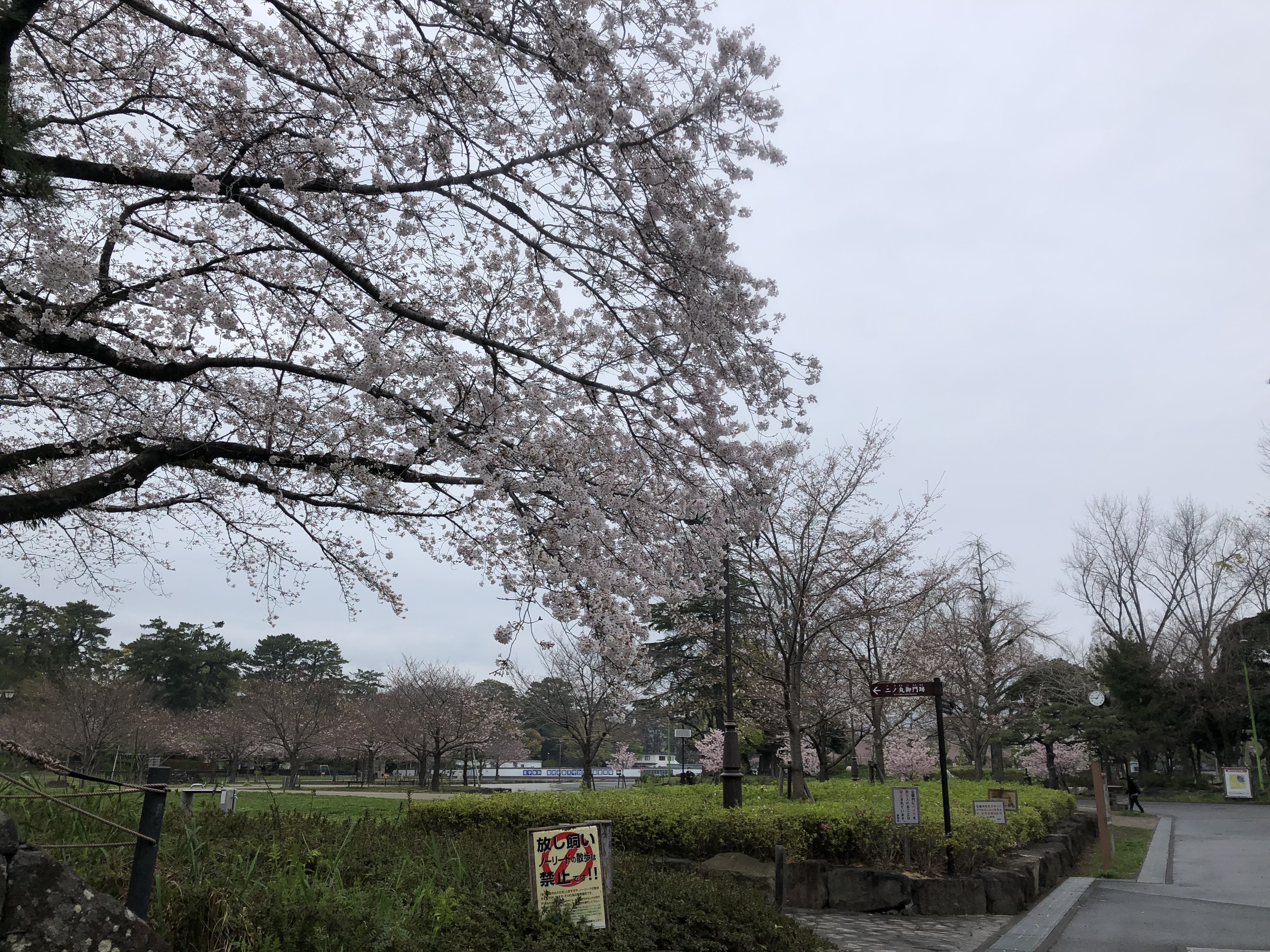 年3月31日現在 駿府城公園の桜開花状況は3割以上 城北公園より早いです