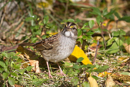White-throated Sparrow
