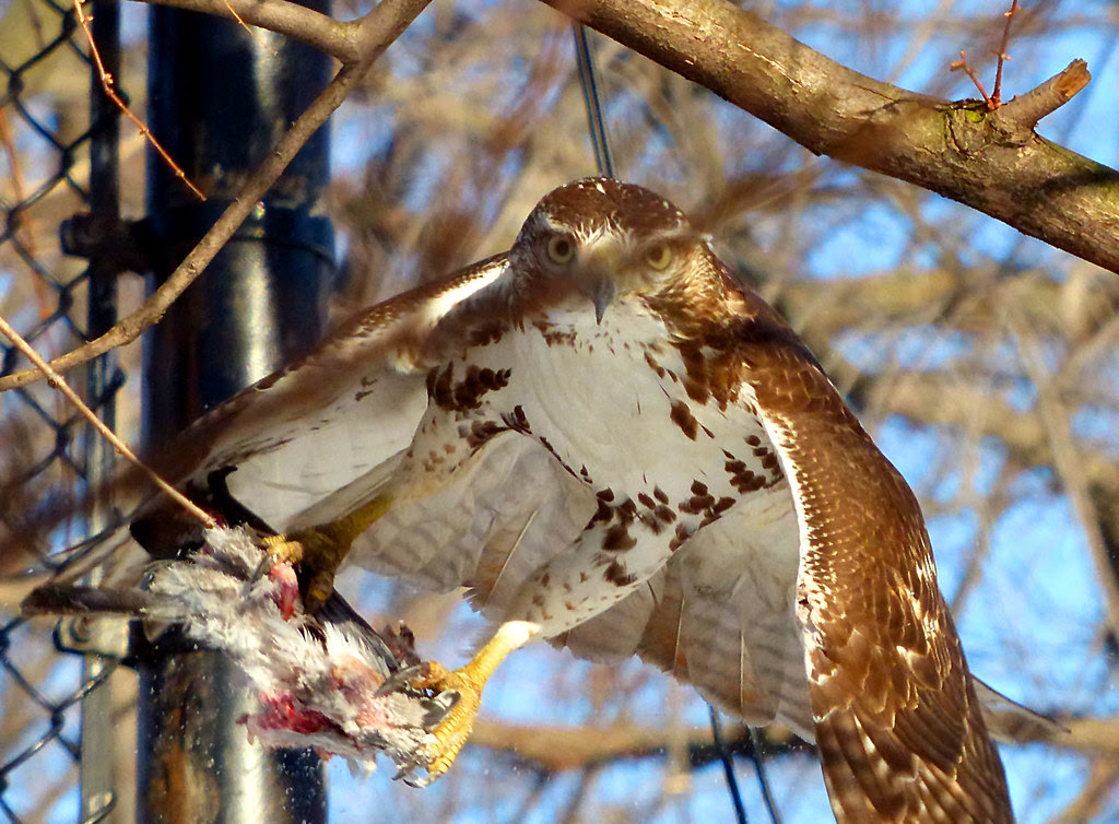 Red tail with pigeon in Tompkins Square