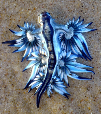The Sea Slug Forum Glaucus Atlanticus