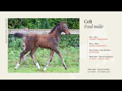 Lot 35 - Colt - Cornet Obolensky x Queen Adelheid Z (by Quite Easy I)