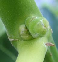 家庭菜園 無花果 イチジク いちじく