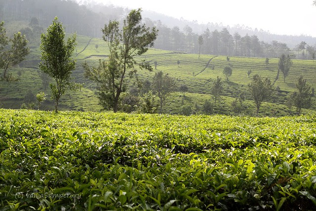 Sukawana Tea Plantation
