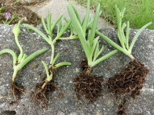 挿し芽で増やそう マツバギク編 八王子の植木屋 庭秀