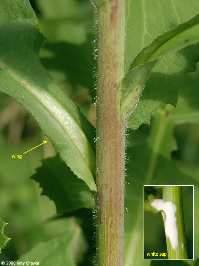 Lactuca biennis (Tall Blue Lettuce): Minnesota Wildflowers