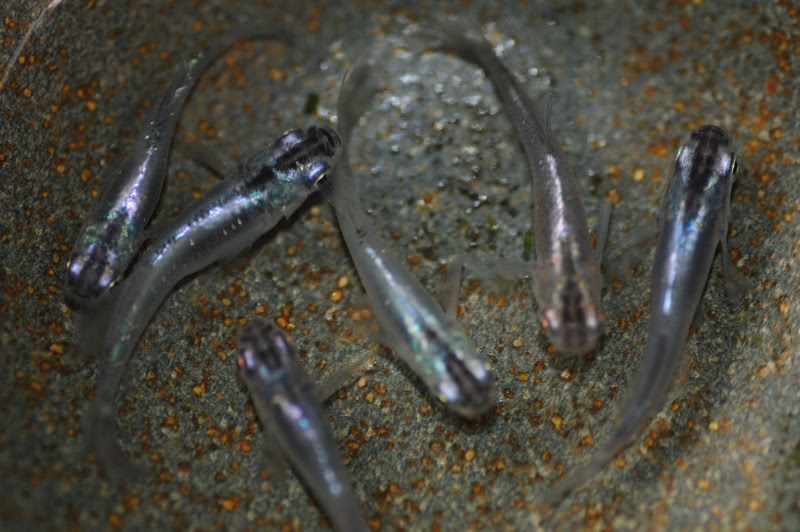 魔王メダカ 月虹メダカのご紹介 L メダカ屋 猫飯 ねこまんま 稻田魚 Oryzias Killifish