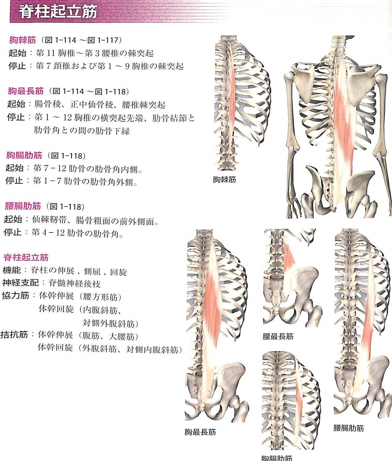 山体を支えるtraining法３ 丈夫な体をつくる 実践編 My Sense