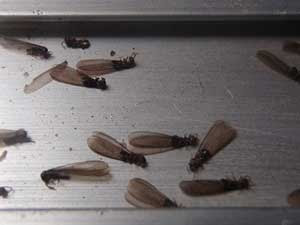 マンションに発生した羽アリ 豊中市 シロアリ駆除日記