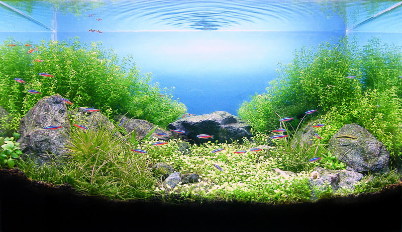 一人暮らしのペット 金魚が食べる水草の植え方 育て方 一人暮らしまとめサイト
