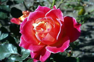 ５月７日 薔薇 バラ ３６６日への旅 誕生花編 今日は誕生花