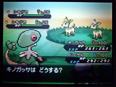 野生粘り 色ポケめも