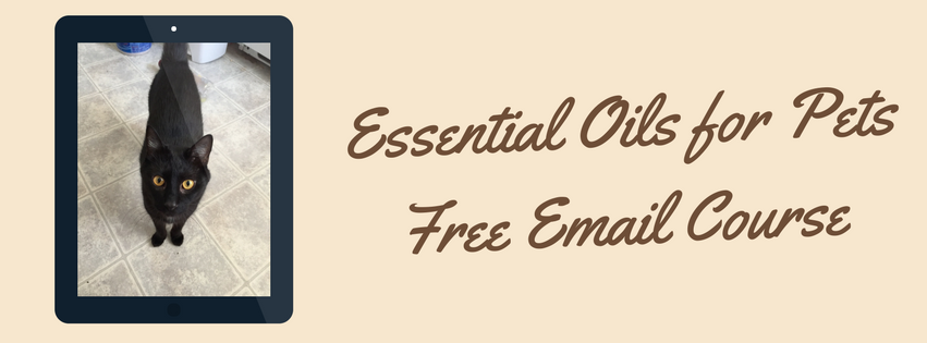 6 Essential Oil Safety Tips for Cat Owners | Meow Lifestyle
