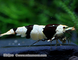 ビーシュリンプギャラリー12 自宅ではじめるビーシュリンプ ライフ 熱帯魚のことなら みずものコム